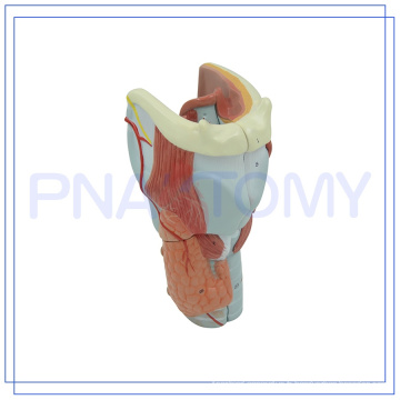 Modèle de la gorge de l&#39;anatomie humaine PNT-0440 Larynx